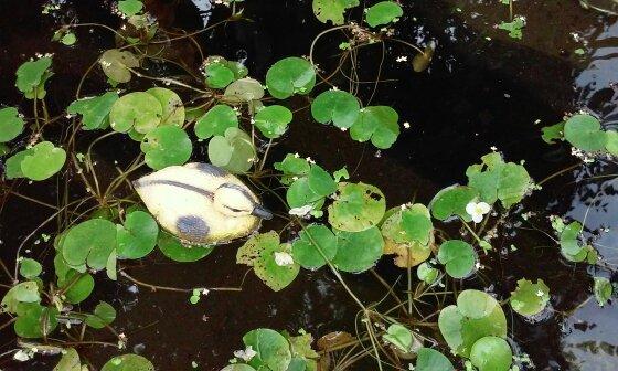 Основные зеленые "жители" на поверхности воды в водоеме.