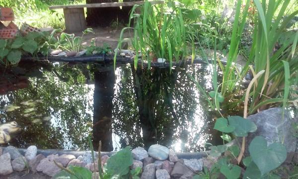 Мой водоем.