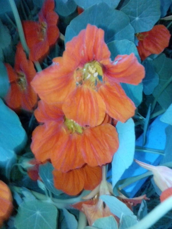 А у нас в коробе из-под холодидьника растут цветы