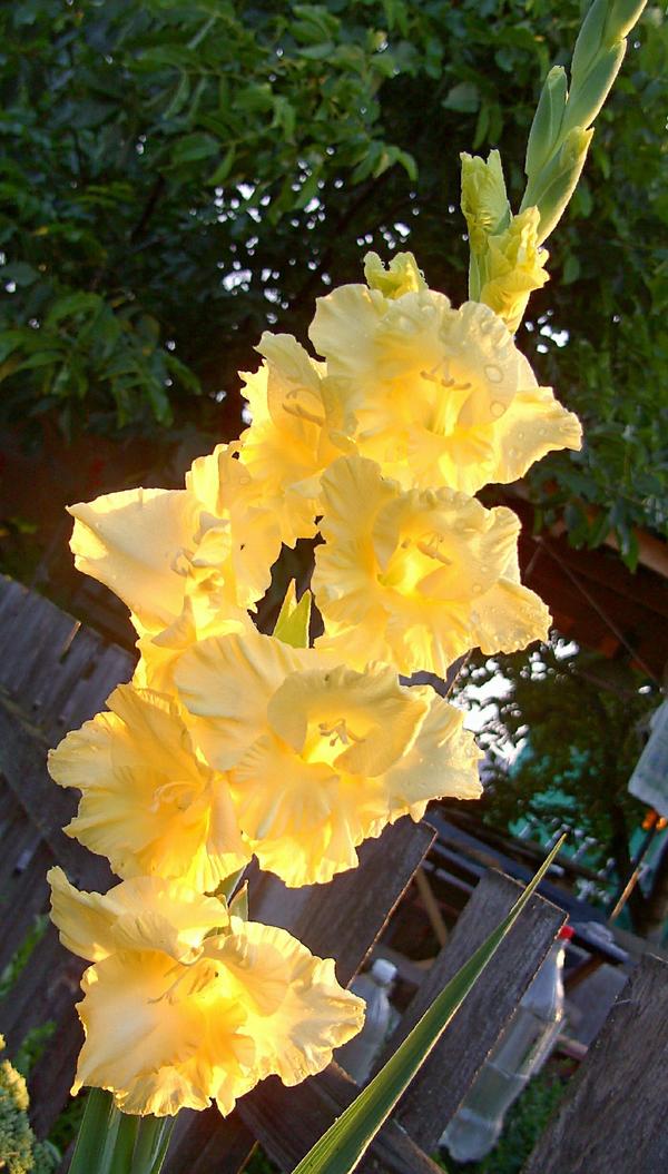 мой красавец!