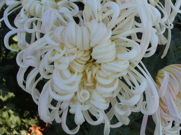Сорт хризантемы "Белый Пудель"