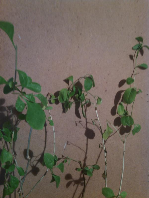 Что это годжи или барбарис ?