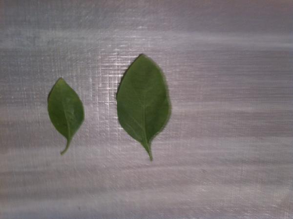 Барбарис или годжи?