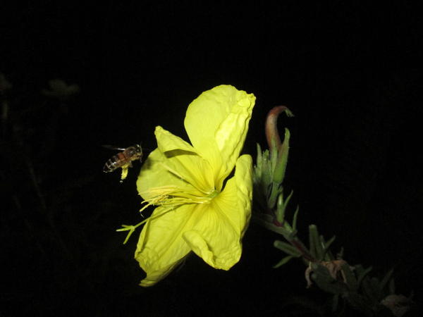 ночью пчелы собирают пыльцу с энотеры. Сам цветок фантастически красиво распускается. А все действие неповторимо
