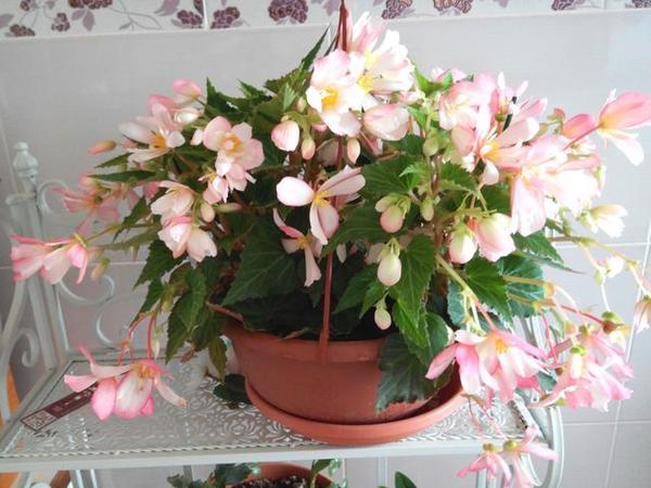 новая бегония