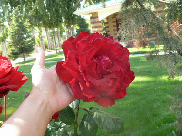 Роза