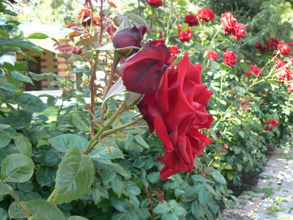 Аллея роз