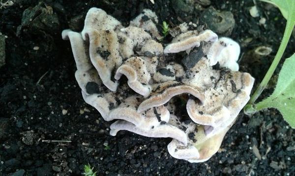 Неизвестный гриб на нашем участке