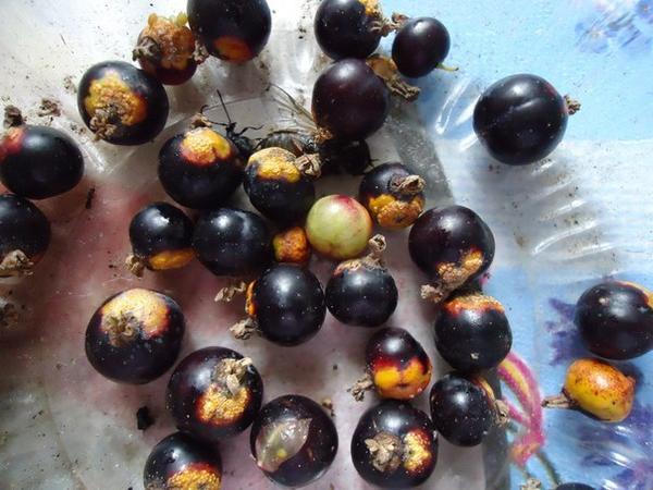 ягоды черной смородины, пораженные желтыми пятнами