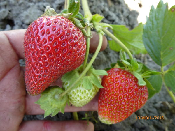 Сан-Андреас