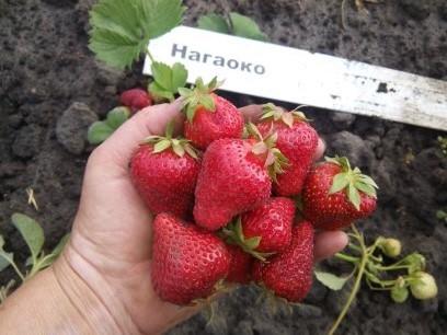 Нагаоко- сорт нсд