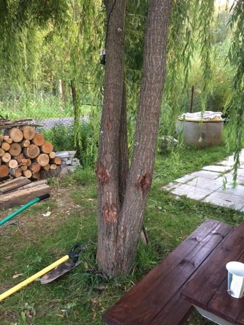 Общий вид дерева