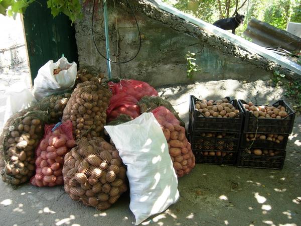 Я и картофель