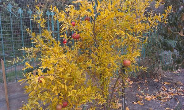 Сорт  гюлоша