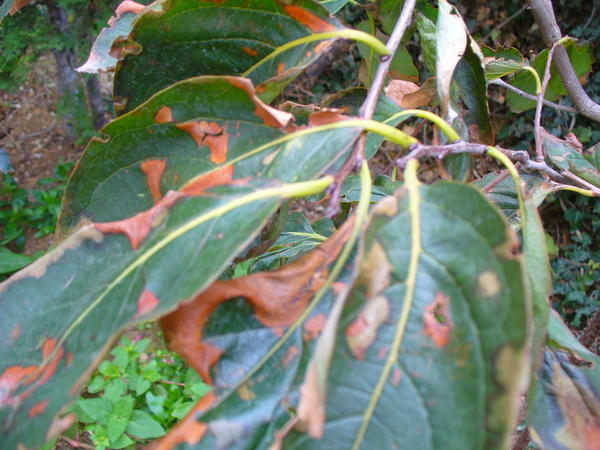 листья хурмы с коричневыми пятнами