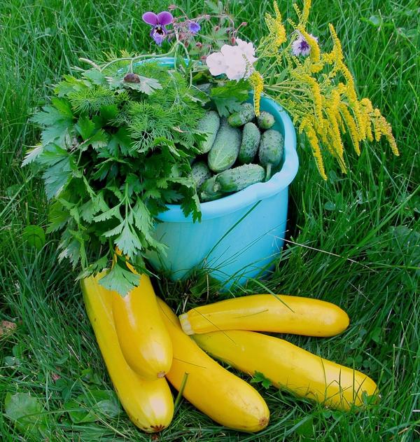 Огурчики Кукуй и кабачки