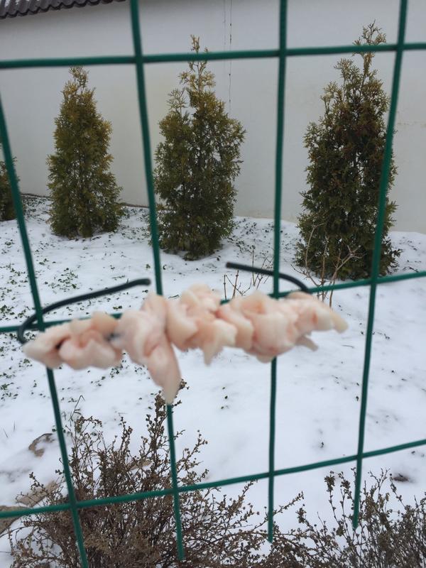сало для синичек