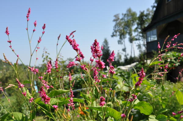 цветущая малиновая метелка -как же она называется?