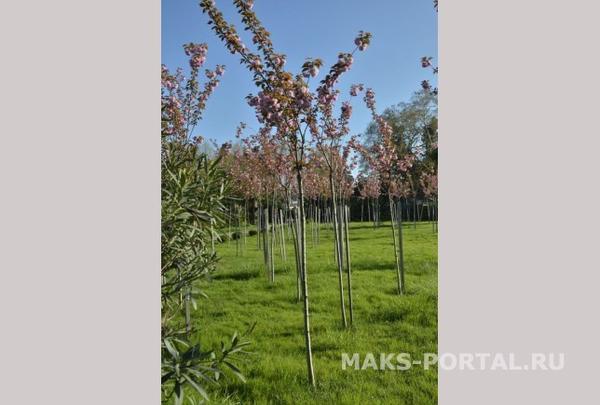 черешня погибла за 3 месяца