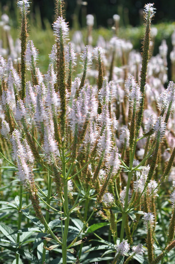 Вероникаструм (veronicastrum roseum)