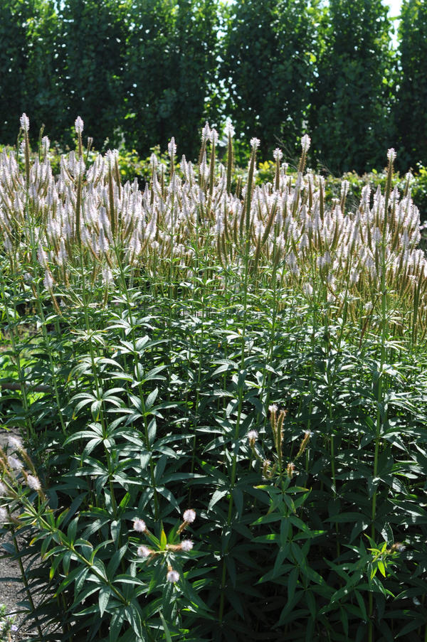 Вероникаструм (veronicastrum roseum) 2