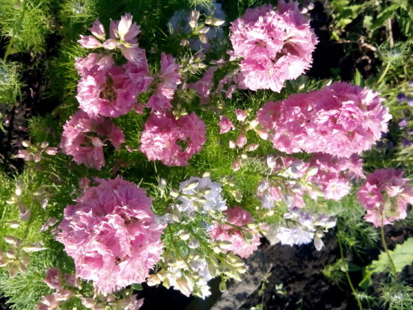 Дельфиниум