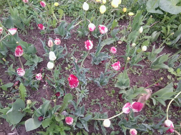 мои тюльпаны