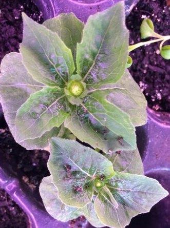 меламподиум уже бутон набрал