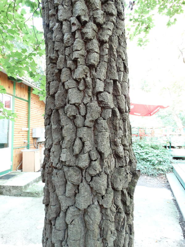кора.