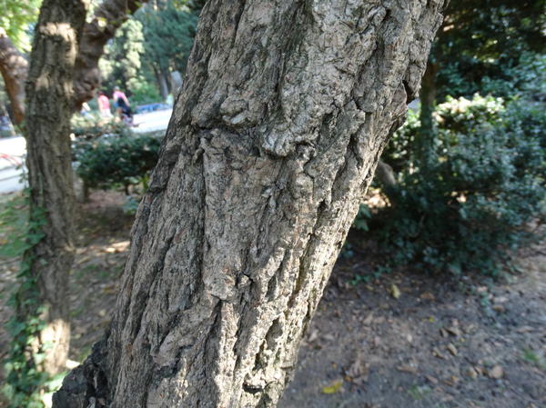 кора