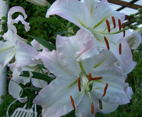 белоснежная лилия