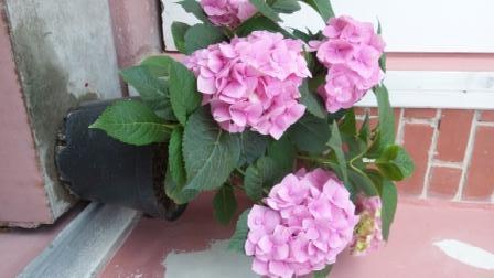 Крупнолистная гортензия