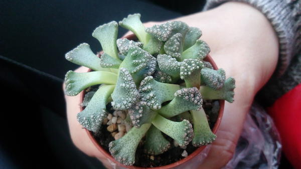 Помогите узнать что это