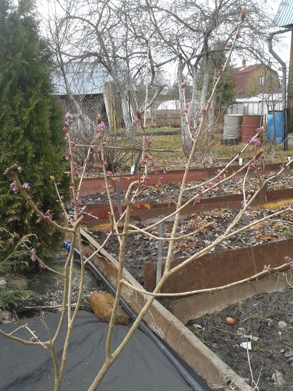Кустарник