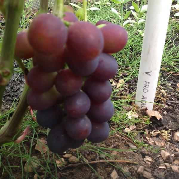 На фото первый урожай винограда в парнике, три кисти!