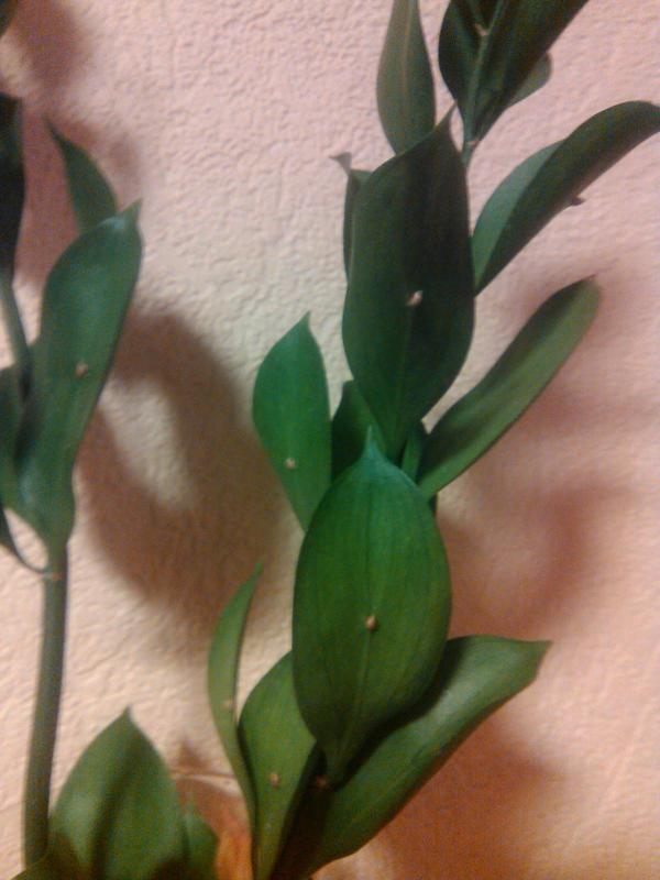 Растение с зелеными листьями и почкой в середине листа