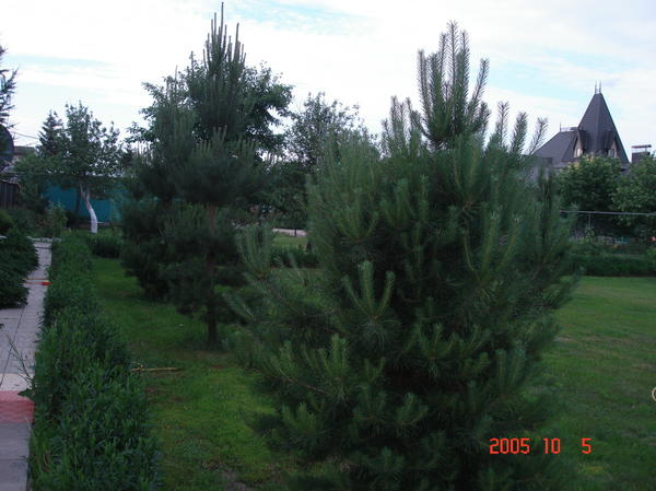 сосны самосевки из леса