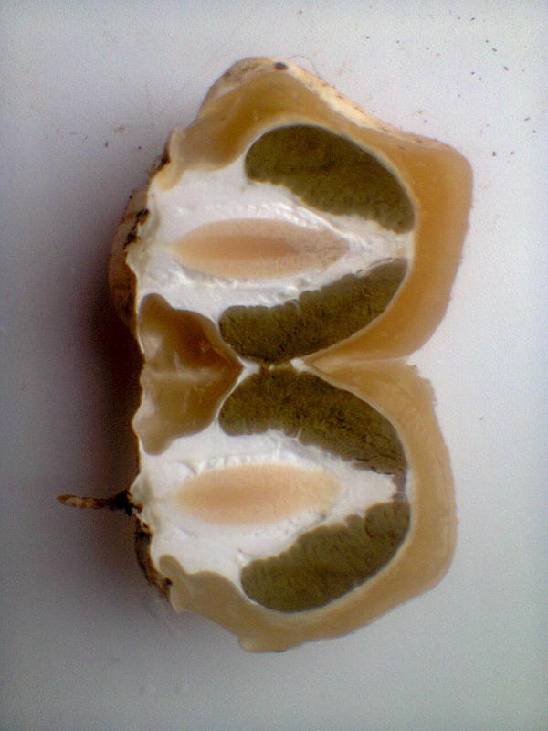 Весёлка обыкновенная