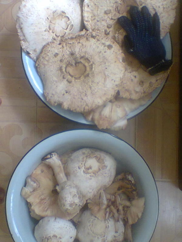 Зонтики (собраны вчера)