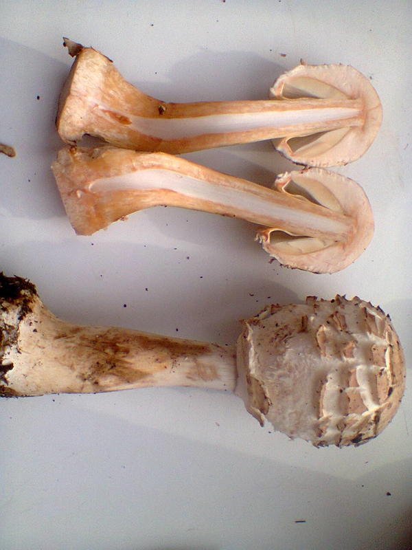 Зонтик краснеющий