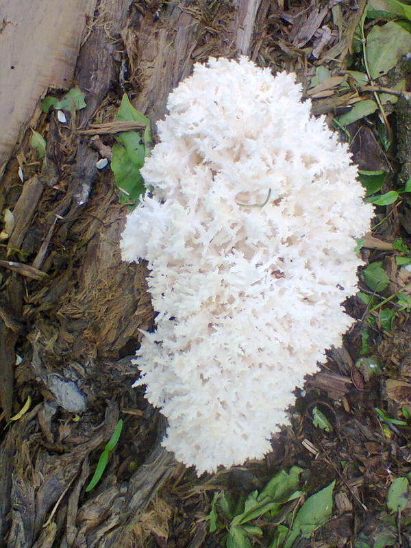 Определён как Гериций коралловый