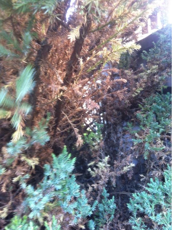 можжевельник