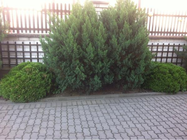 можжевельник