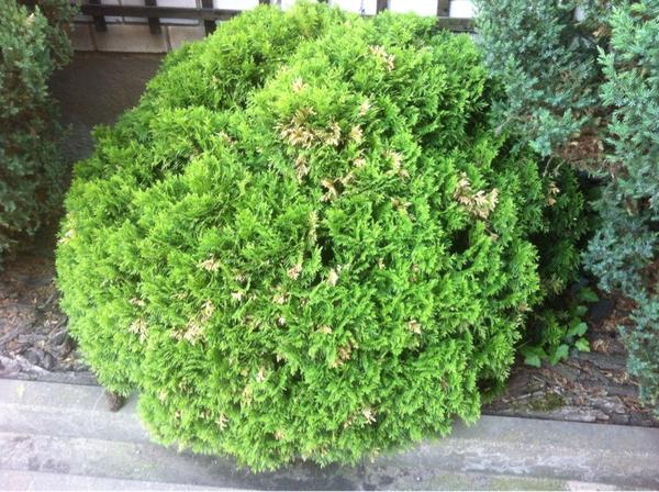 можжевельник