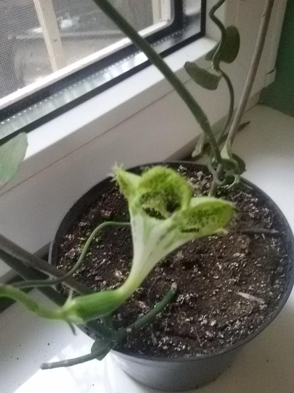 Что за растение?