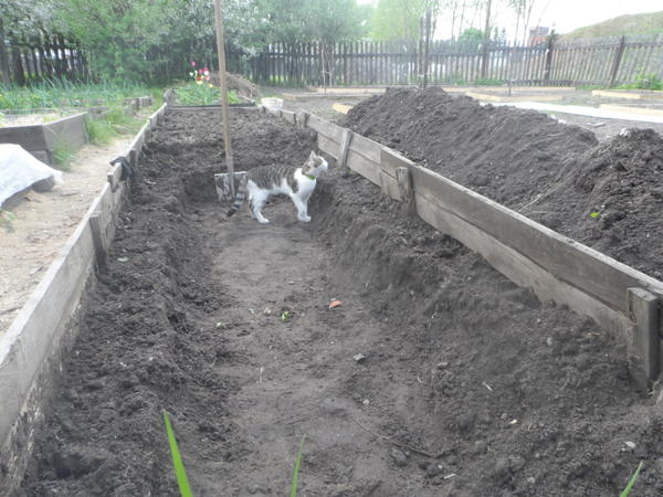 парник парник