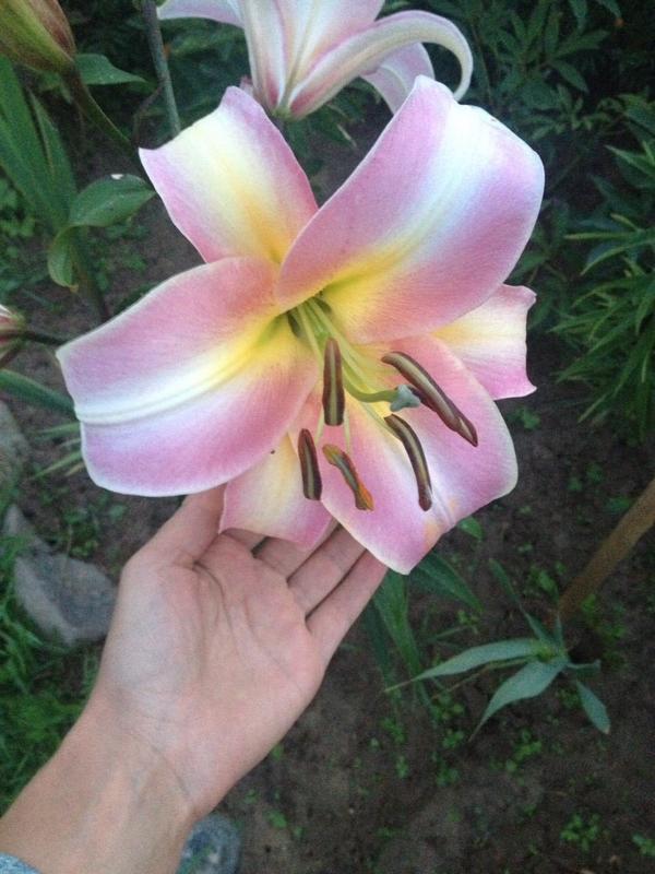 Как удалить и что это 4 Как удалить и что это 25