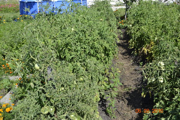 Вот борозда для полива и она сухая.