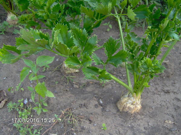 корневой сельдерей