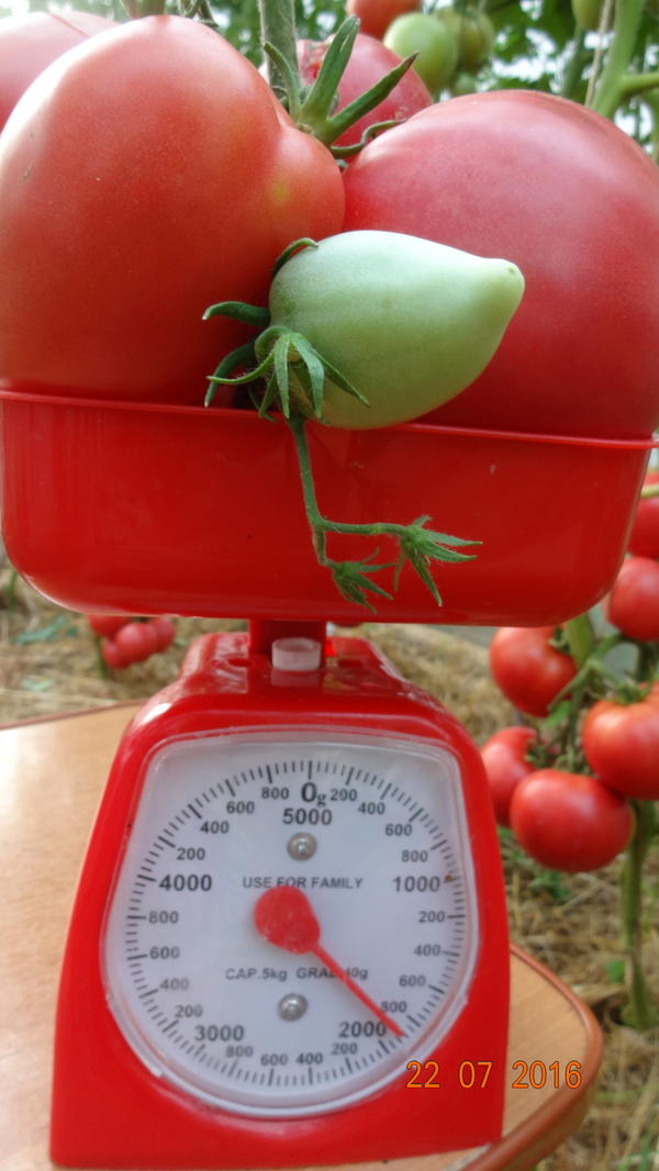 Кисть Малиновая радость 1кг.900 гр. Кисть Малиновая радость 1кг.900 гр.